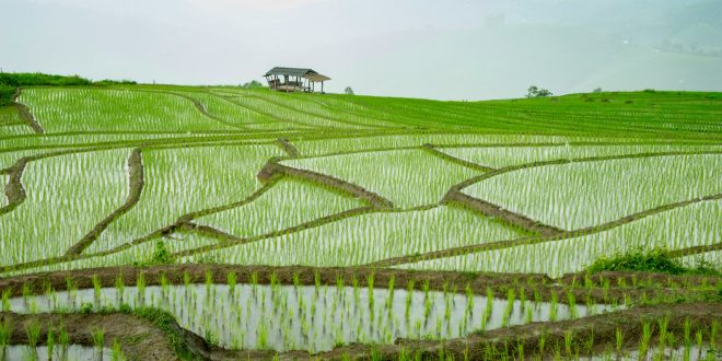 petak sawah