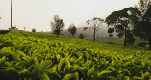 Peluang bisnis perkebunan teh
