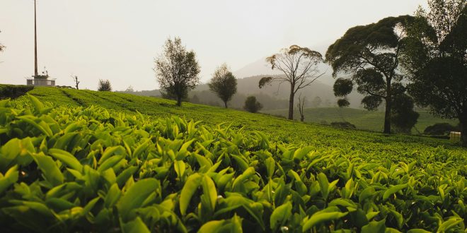 Peluang bisnis perkebunan teh